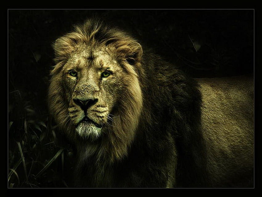 León, leones, animales fondo de pantalla