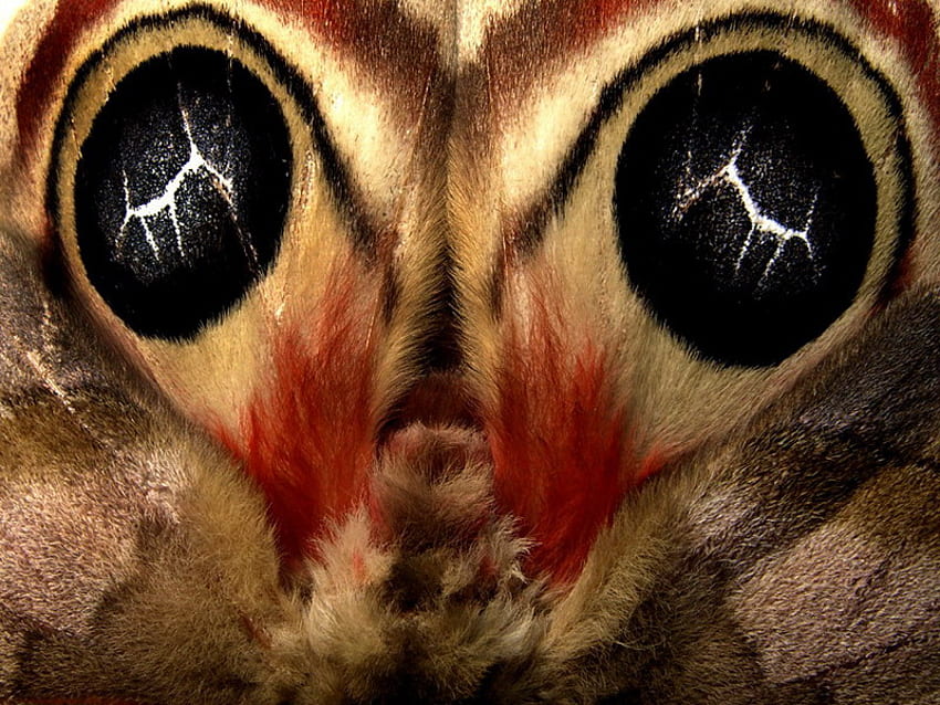 wings, eyes, delicate, butterfly HD wallpaper