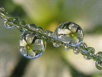 Dew drops on flower HD wallpapers | Pxfuel