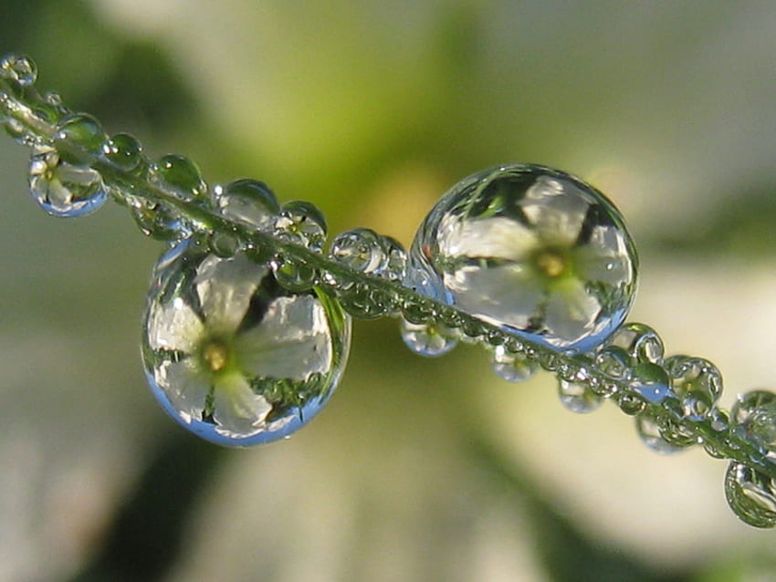 Download Beautiful Cool Dew Drops Wallpaper | Wallpapers.com