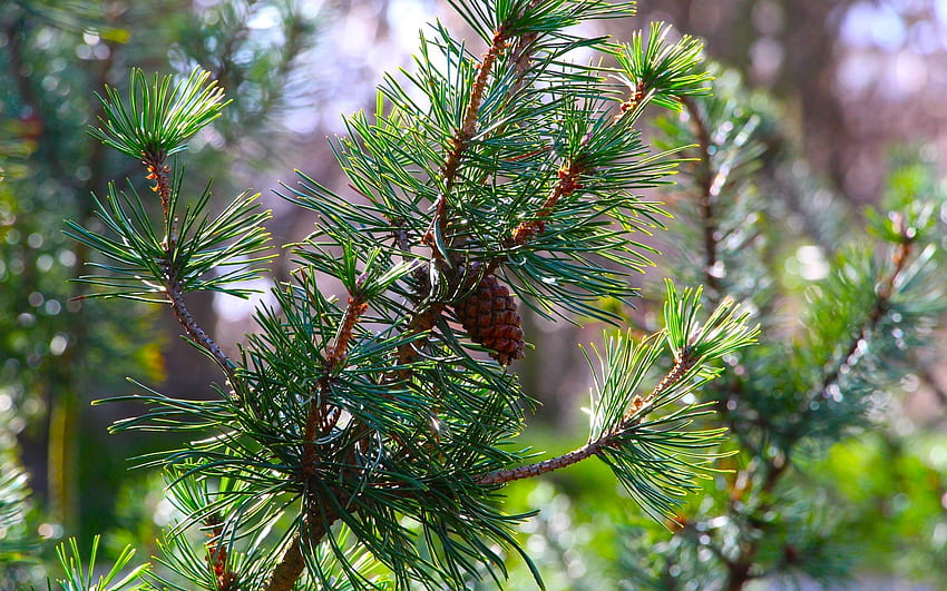 Pine, needles, pine cone, tree HD wallpaper