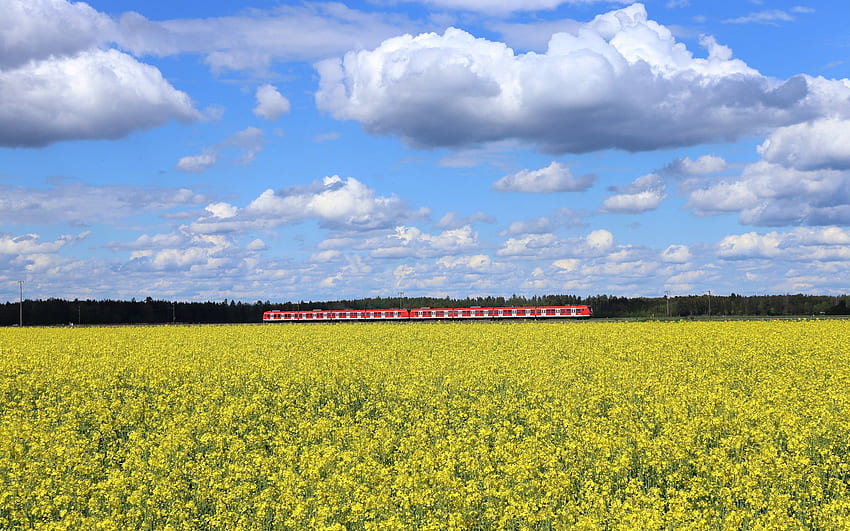Rapeseeds and Train, train, Germany, rapeseeds, field, Clouds HD wallpaper