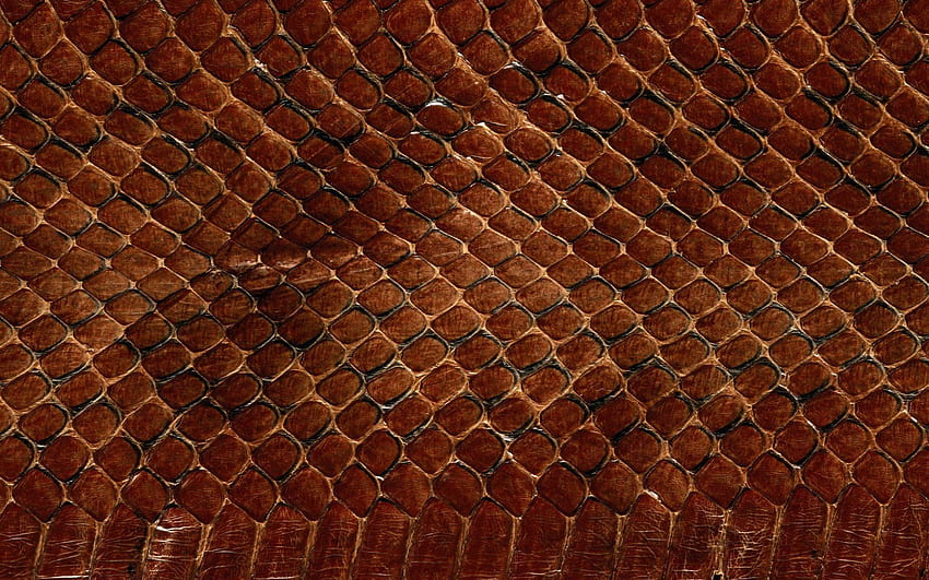 Snake Skin Animals Scales Textures 1,920×1,200 Pixels. Snake , Textures, Snake Skin HD wallpaper