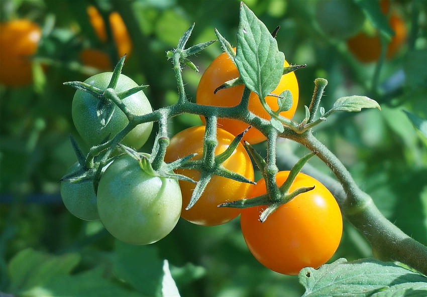 cherry tomato, cultivation, flora, fruit, garden, healthy, nature, orange tomato, organic, ripening, ripening tomatoes, tomato, tomatoes, vegetable HD wallpaper