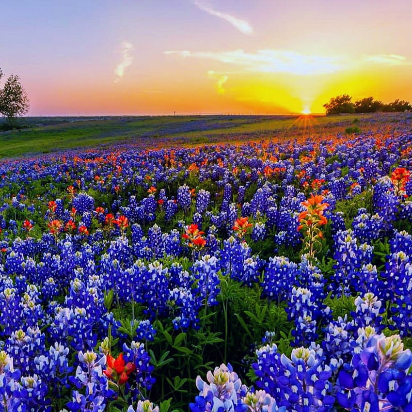 Texas fiori di campo UP [] per il tuo, cellulare e tablet. Esplora Texas Wildflower. Fiori Selvatici Bluebonnet, Fiori Selvatici Di Primavera, Texas Bluebonnets Sfondo del telefono HD
