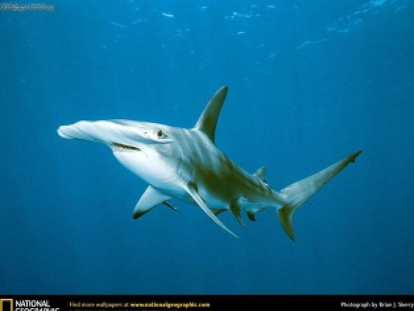 a hammerhead shark, fish, fins, water, animals HD wallpaper