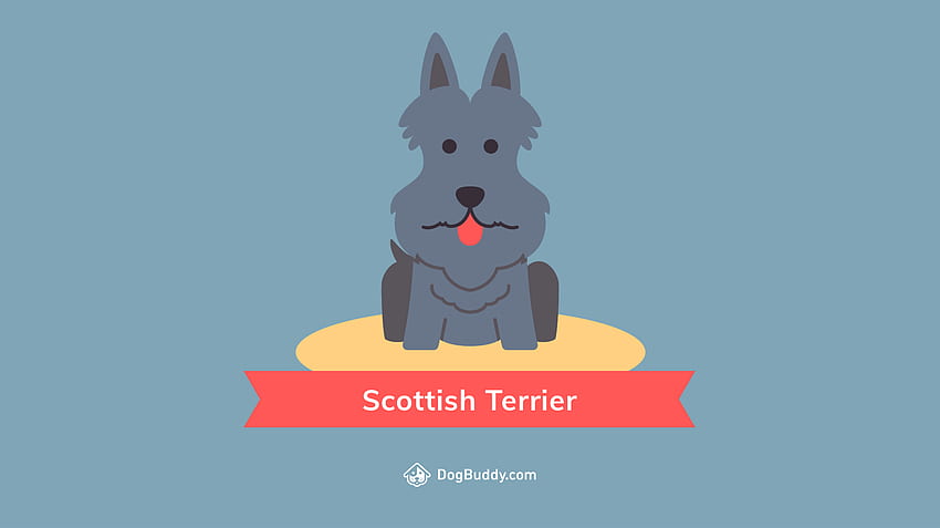 Woofpaper: Scottish Terrier HD wallpaper | Pxfuel