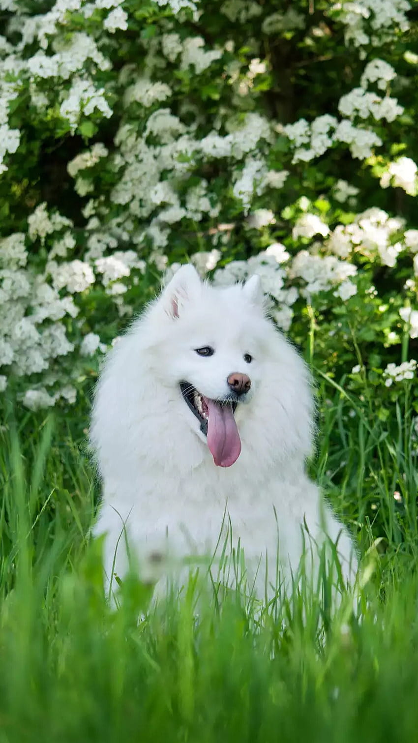 Lucky, companion dog, white, animal, white dog, cute, dog HD phone wallpaper
