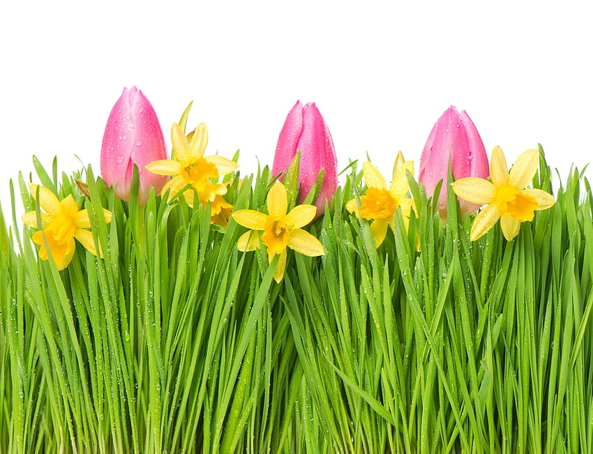 Jonquilles et tulipes, jonquille, tulipe, fleur, pâques, printemps Fond d'écran HD