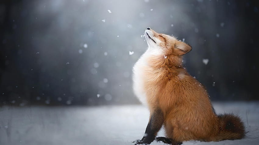 Lis W Śniegu []. . Lis rudy, piękne zimowe zwierzę Tapeta HD