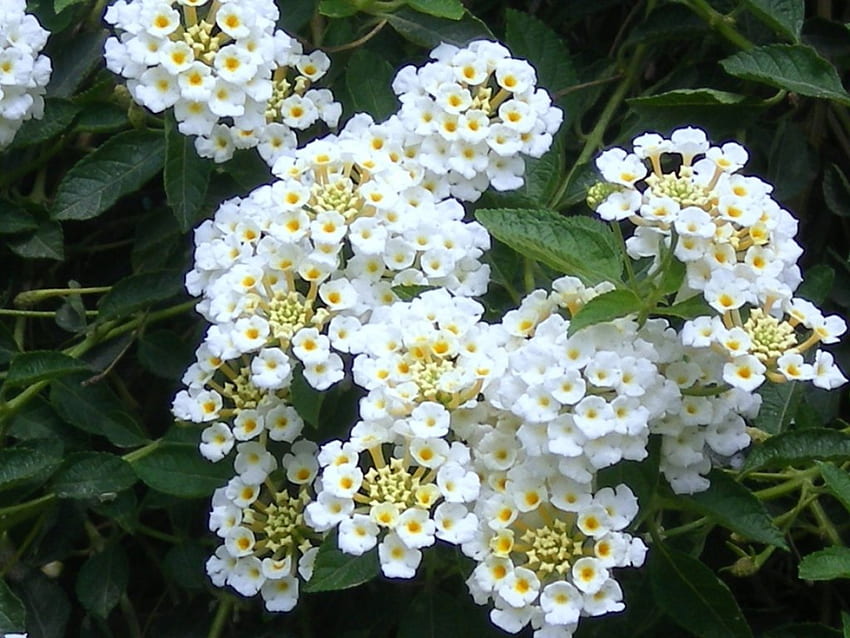 White Flowers, white, leaves, green, flowers, little HD wallpaper