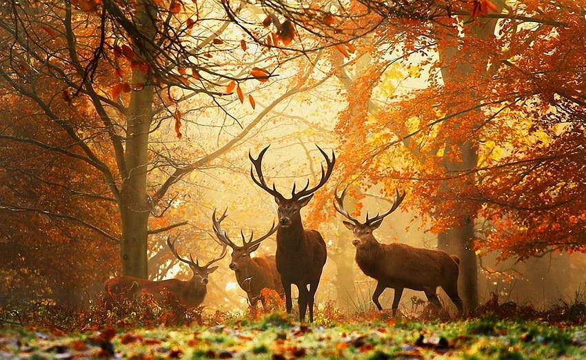 Animales, árboles, hierba, otoño, hojas, ciervos fondo de pantalla