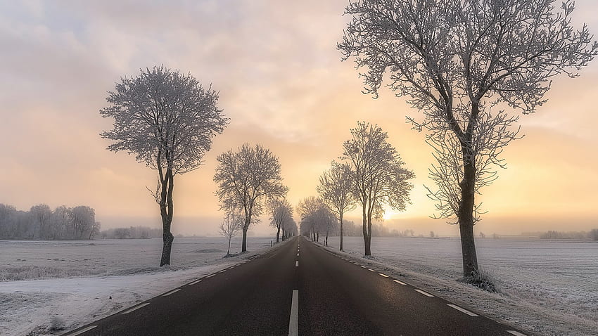 Road Between Trees With Snow Fog Under White Clouds During Sunset ...