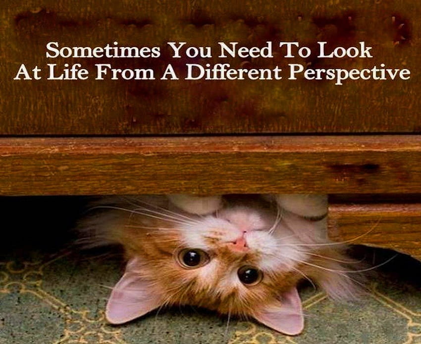Perspectiva diferente, citação, gatinho, vida, perspectiva papel de parede HD