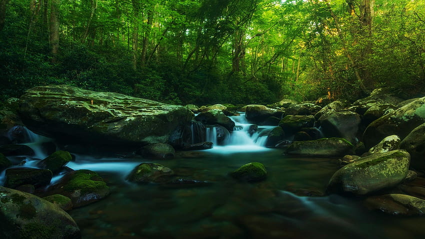Porters Creek Trail, Greenbrier Cove, Great Smoky Mountains National Park, trees, cascade, forest, usa, tennessee HD wallpaper