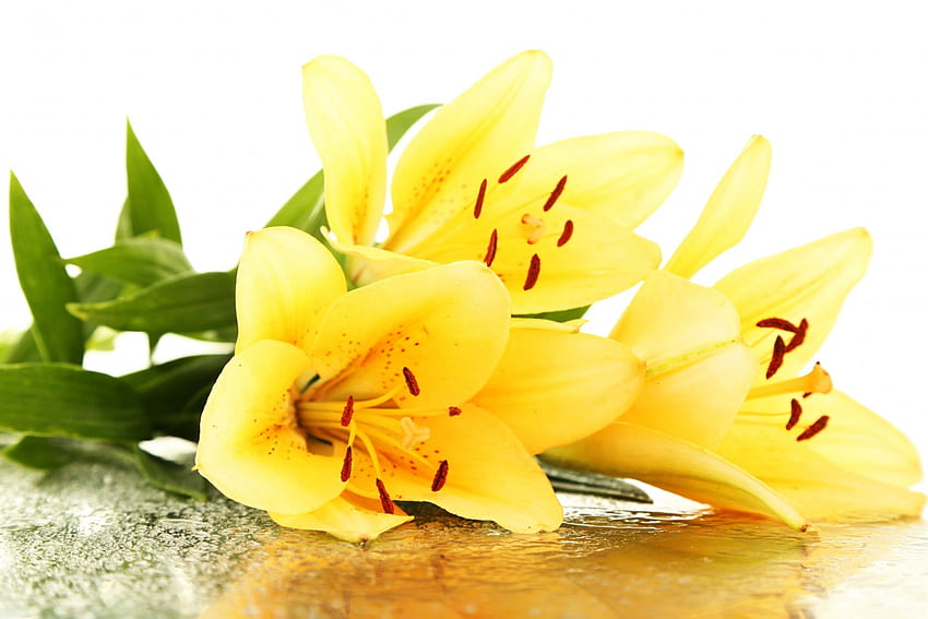 Yellow Flowers, nature, flowers, petals, yellow HD wallpaper