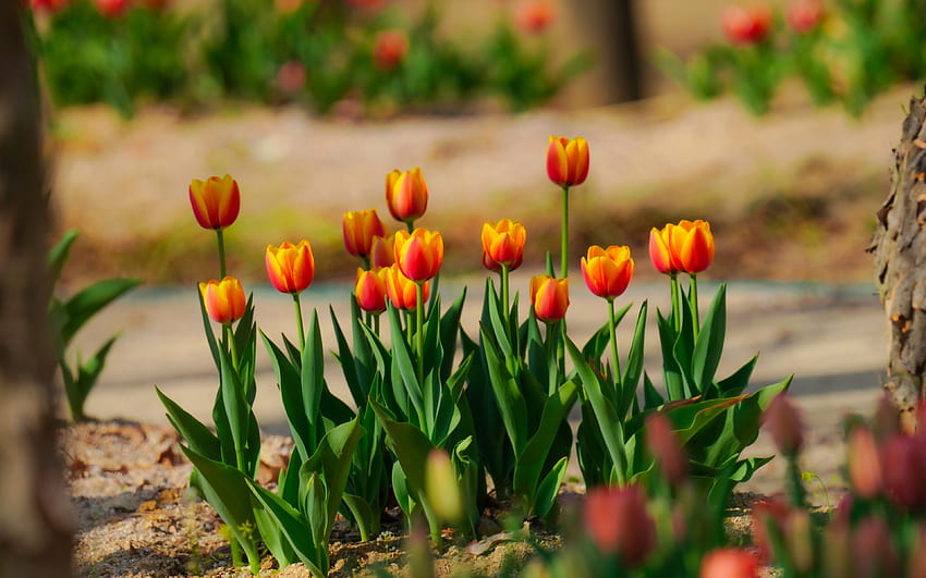 orange red tulips, spring flowers, wildflowers, red tulips, flower bed, tulips HD wallpaper