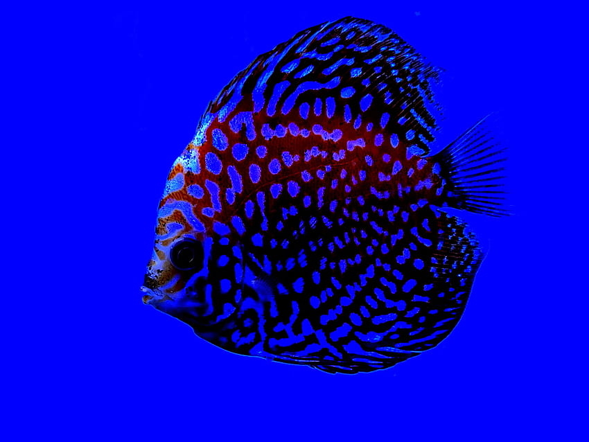 pez disco fondo de pantalla