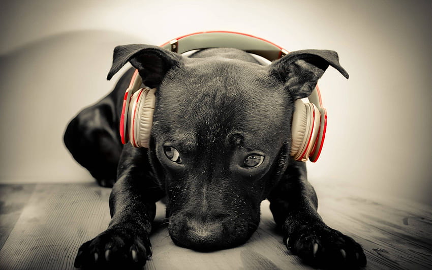 Funny dog music for mobile. Dogs Qoutes HD wallpaper | Pxfuel