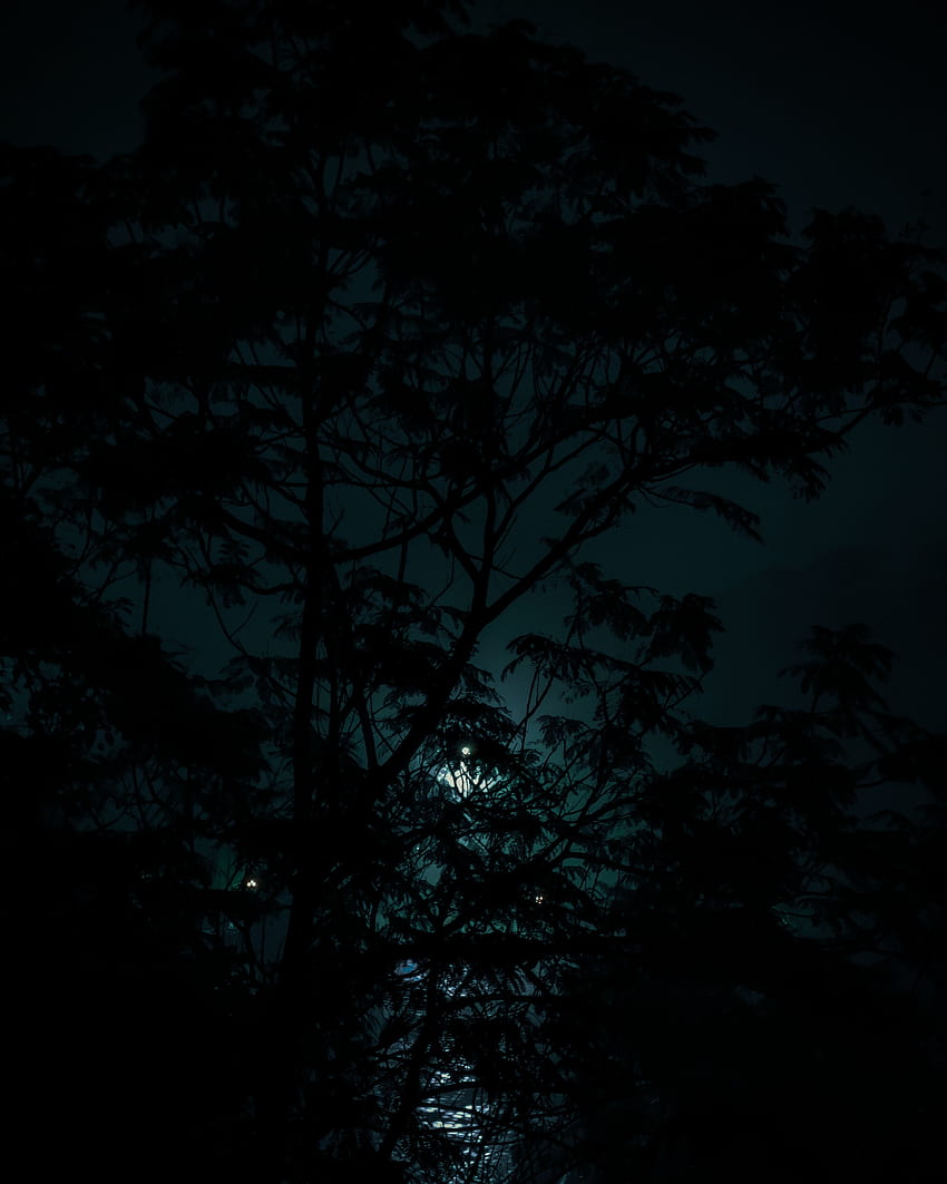 Moody night, sky, amoled, world, tree HD phone wallpaper | Pxfuel