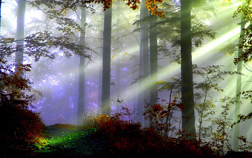 FOREST BEAMS, nebbia, luce, natura, foresta, nebbia autunnale Sfondo HD