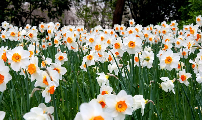 Flores, Narcissussi, Verdes, Césped, Primavera fondo de pantalla