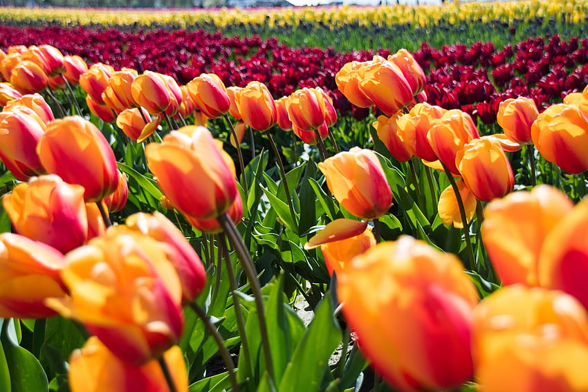 Wind Tulips Field, wind, tulip, color, field, green, orange HD wallpaper