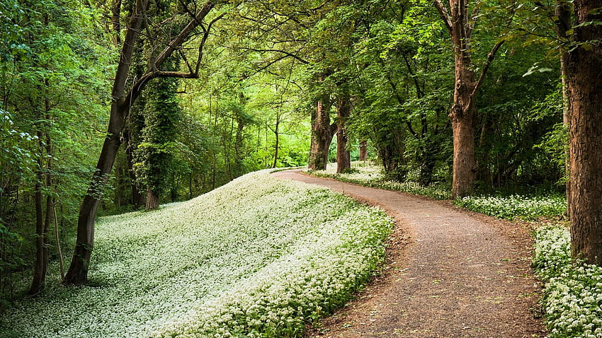 ไม้ ทางเท้า เส้นทาง ผักใบเขียว ฤดูร้อน พื้นหลังแบบเต็ม วอลล์เปเปอร์ HD