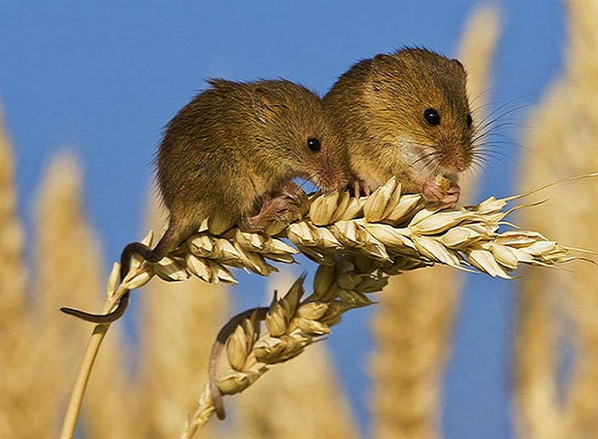 Out on a limb, brown, field mice, wheat, pair, eating, gold wheat HD wallpaper