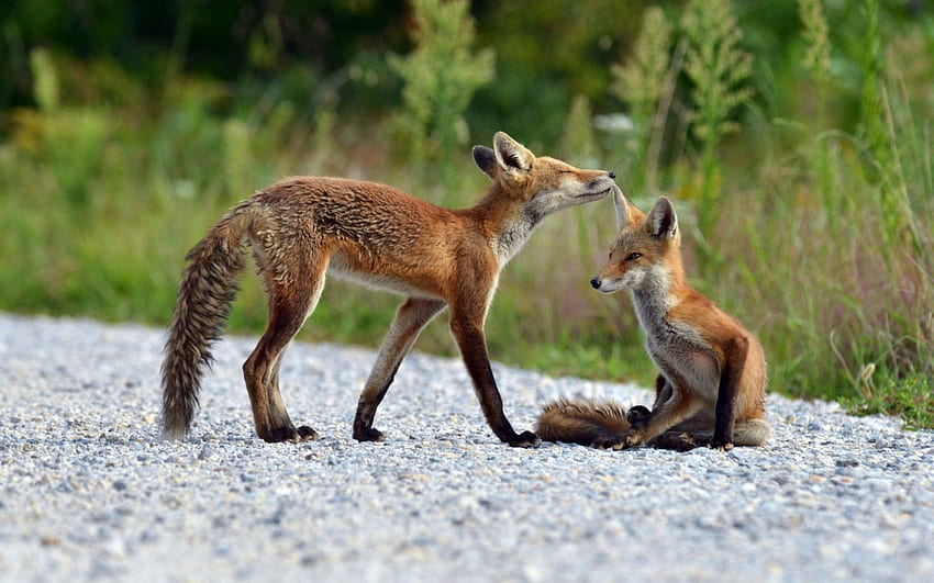 Animals, Grass, Fox, Couple, Pair, To Lie Down, Lie HD wallpaper