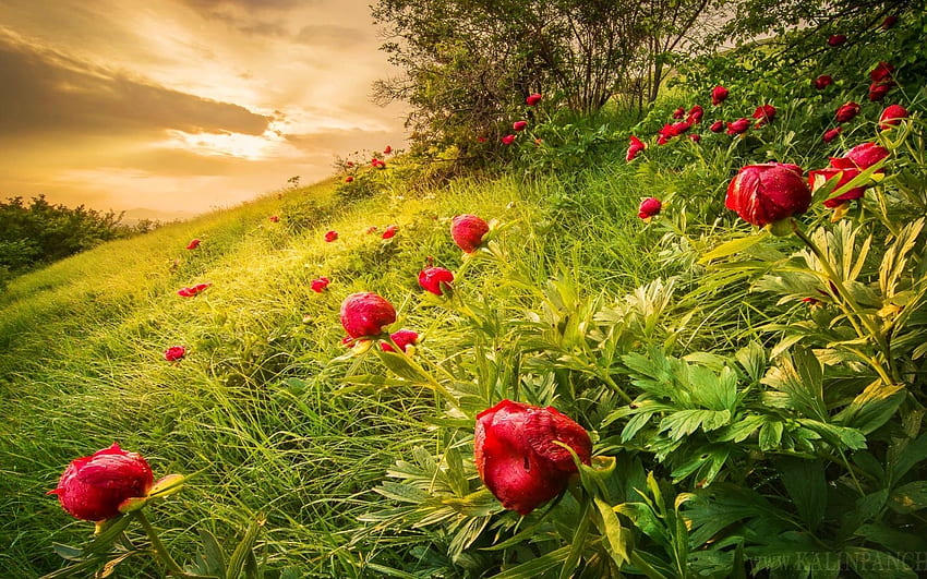 필드, 필드, 빨강, 자연, 잔디, 꽃, 일몰, 아름다움에 붉은 꽃 HD 월페이퍼