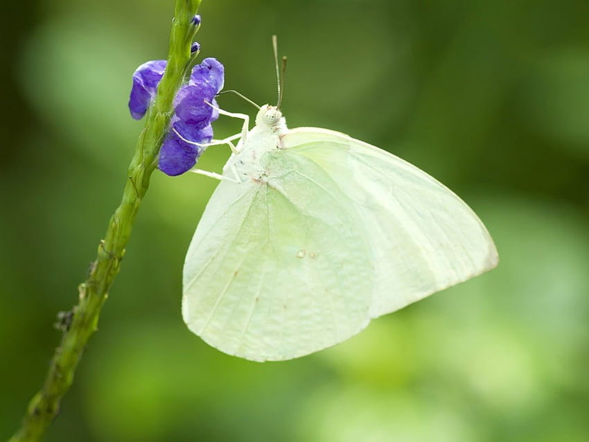 Mariposa blanca, blanca, mariposa, flor morada fondo de pantalla | Pxfuel