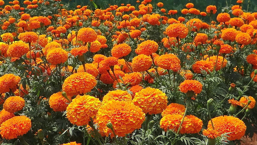 Bunch Of Marigold Flower In Garden - Plants To Keep Snakes Away - HD wallpaper