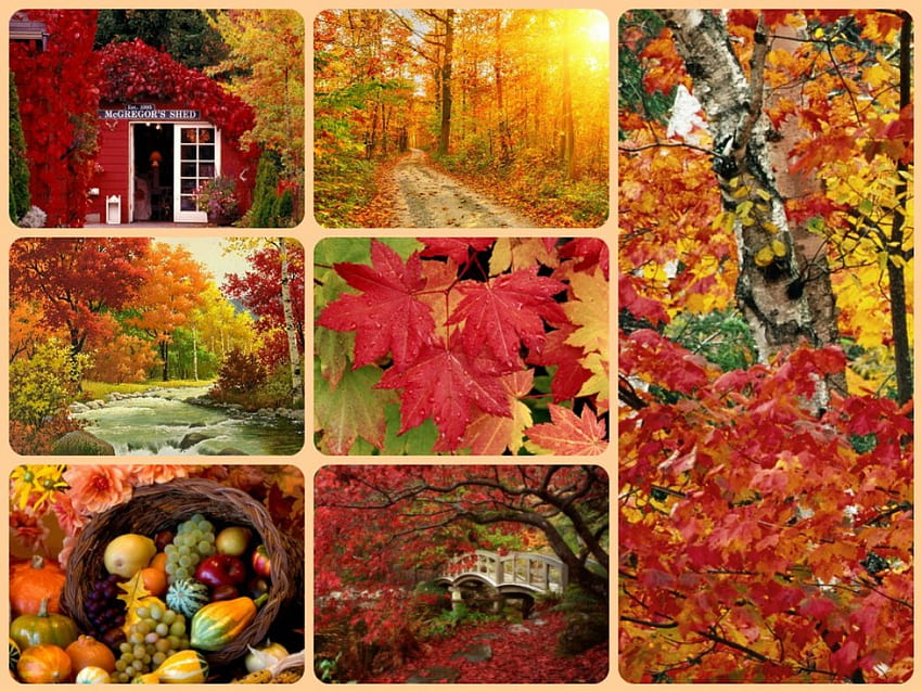 Jesienne sceny, liście, upadek, drzewa, przyroda, żniwa, jesień, pory roku Tapeta HD
