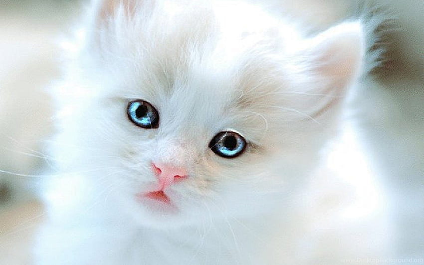 Cats Adorable Kitten Kitty White Cat Blue Eyes Cute . Background HD wallpaper