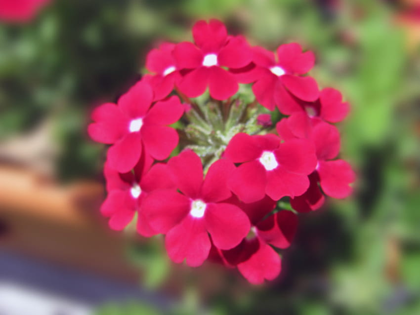 ดอกไม้ สีชมพู ธรรมชาติ เบ่งบาน วอลล์เปเปอร์ HD