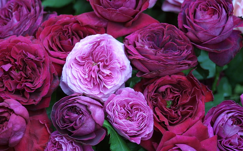 Pflanzen, Blumen, Rosen, Violett HD-Hintergrundbild