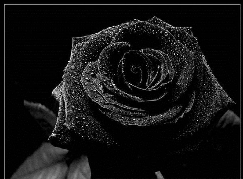 Czarna Róża, Mokry, Czarny, Kwiat, Róża Tapeta HD