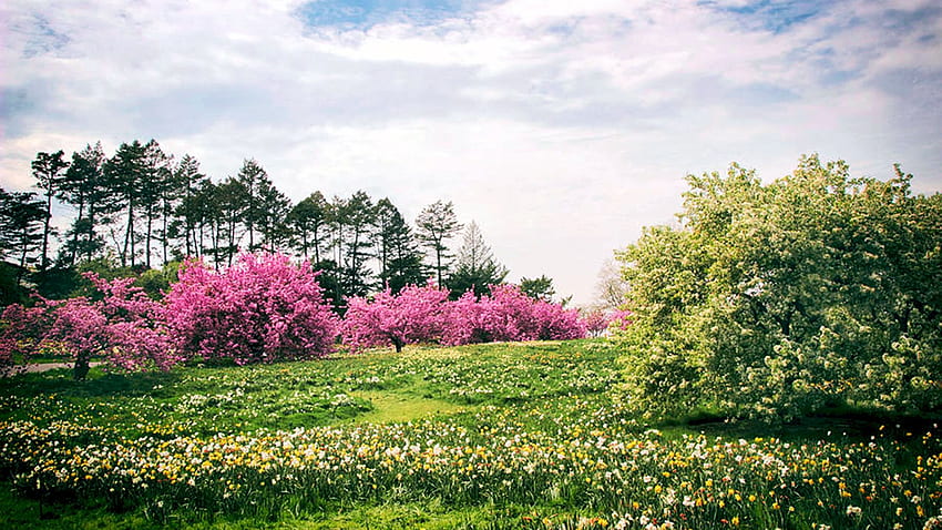ニューヨーク植物園で満開の素敵な水仙の丘、花、雲、開花、木、風景、空、春、アメリカ 高画質の壁紙