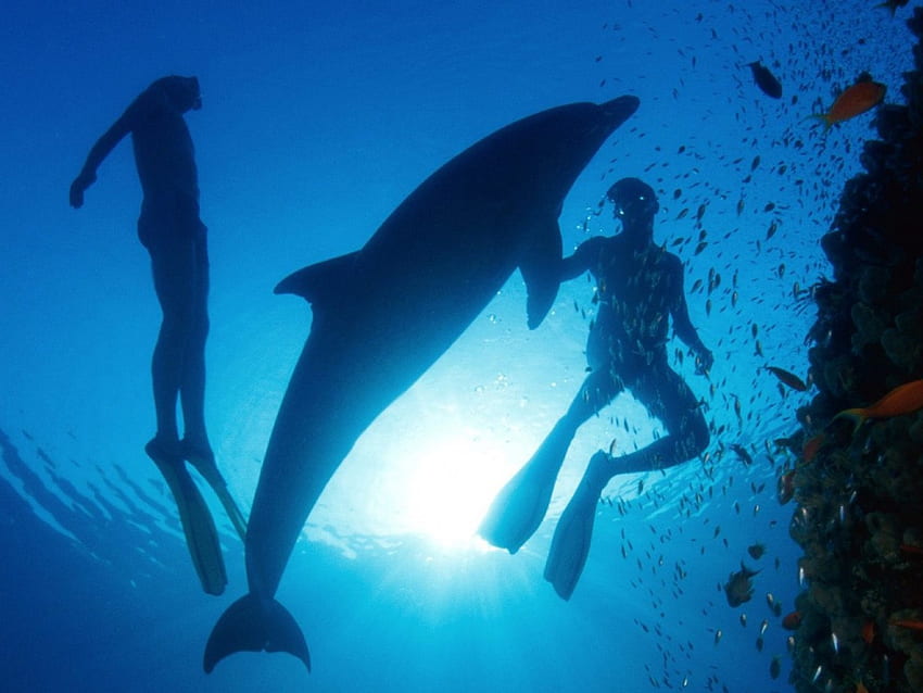 Dolphin And Driver, e, motoristas, animais, motorista, golfinhos, peixes papel de parede HD
