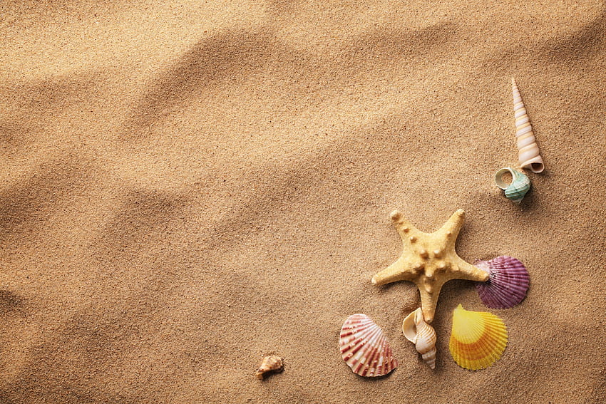 shells, sand, starfish, beach HD wallpaper