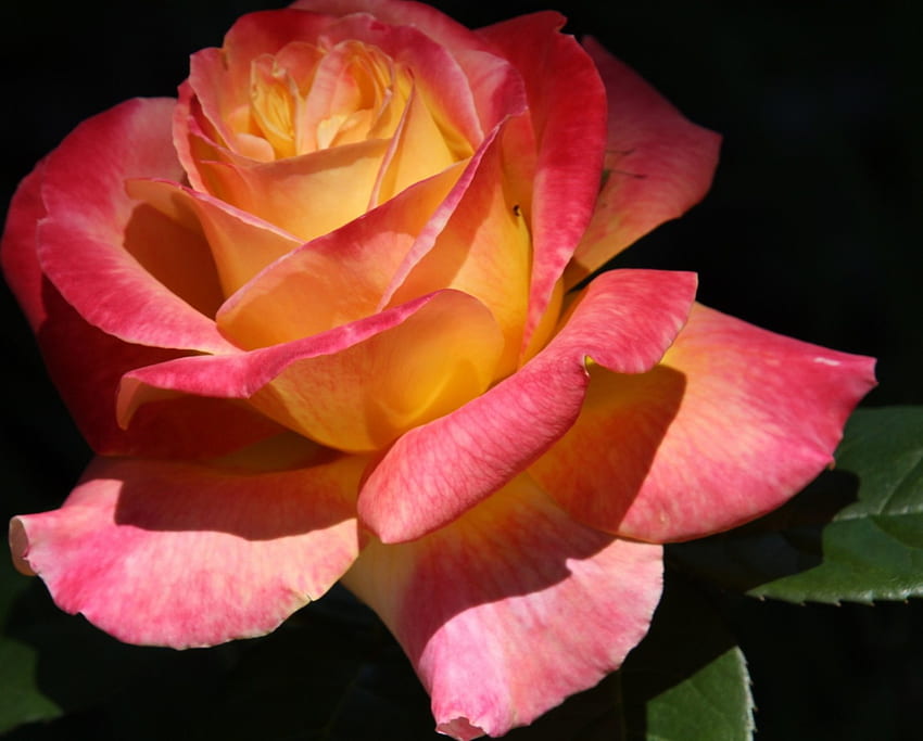 Pink Yellow Rose, large, rose, pink, leaves, petals, flower, green, yellow, nature HD wallpaper