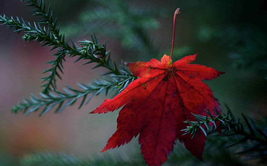 End of autumn, pine, green, red, needles, autumn, leaf, fir tree HD wallpaper