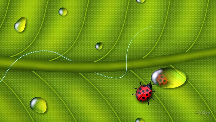 Ladybug Reflection, dew drops, ladybug, spring, lady bug, summer, reflection, green, vine, leaf HD wallpaper