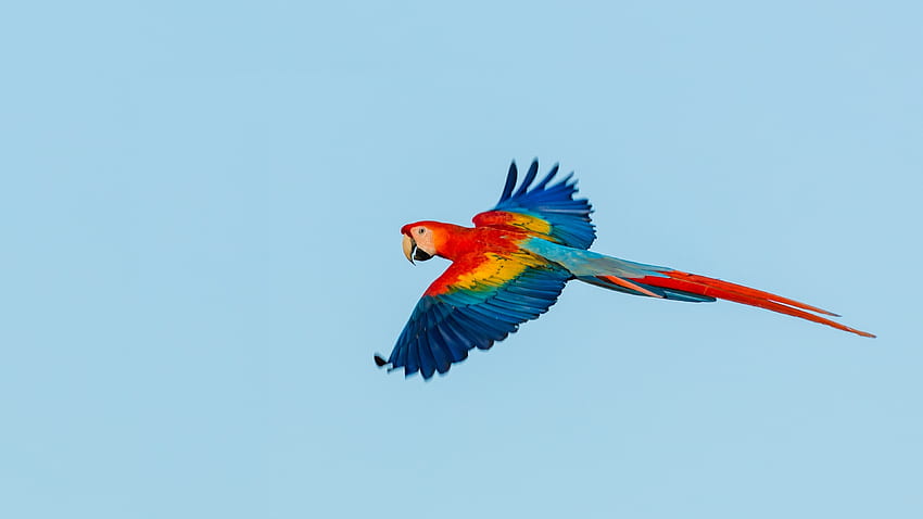 Macaw, burung beo, penerbangan Wallpaper HD