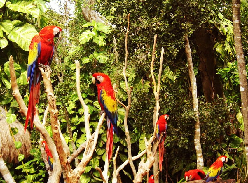 Macaws, animal, birds HD wallpaper