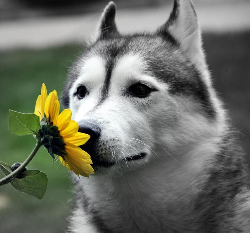 Fermati e annusa i fiori, cane, grigio e bianco, husky, margherita, fiore giallo e profumato Sfondo HD