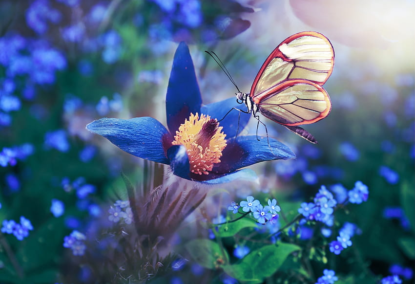 flor azul, mariposa, pradera, macro fondo de pantalla