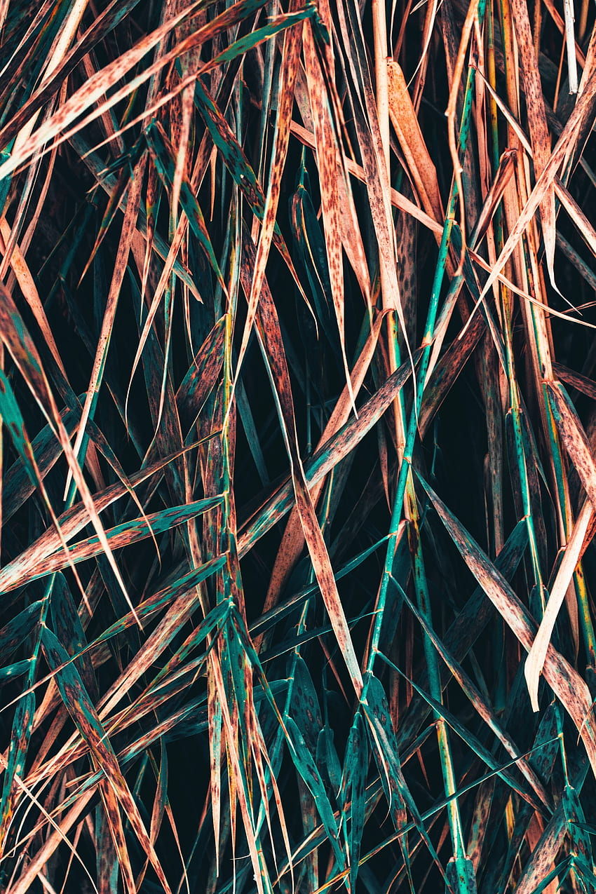 Grass, Plant, Macro, Dry HD phone wallpaper