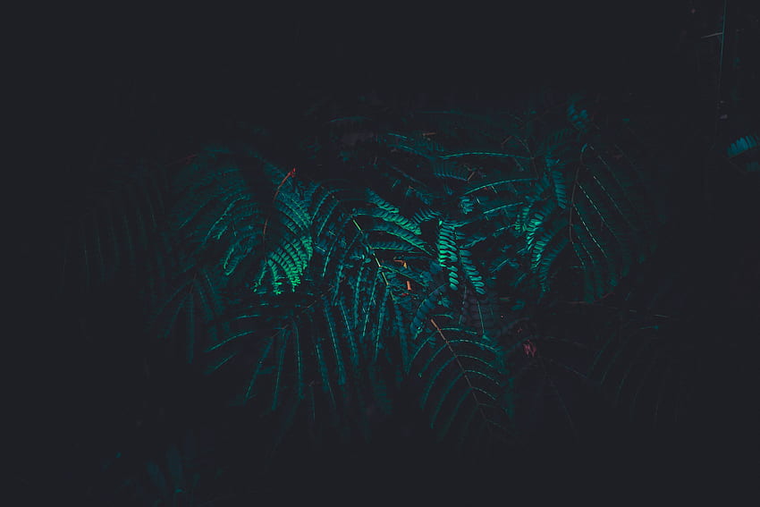 Oscuro, retrato, hoja verde, rama de árbol. fondo de pantalla